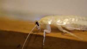 Bílé švábi v domě musí být rychle a navždy zničeni